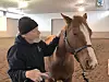 Person grooming a horse in a stable.