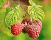 Close-up of ripe raspberries on a vine with green leaves.