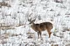 A deer in a snowy field.