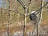 Bird's nest in a tree during winter.