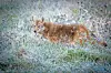 Coyote walking in a frosty field.