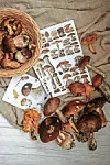 Mushrooms and identification charts on a textured background.