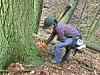 Researcher examining tree bark in a forest