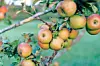Close-up of apples on a tree branch.