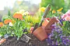 Gardening tools among colorful flowers in a garden.