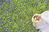 Hand holding a basket of Easter eggs in a field of flowers.