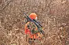 Hunter in orange gear stands in tall grass with a rifle.