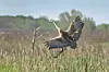 Sandhill crane flying over a wetland.