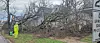 Worker clearing fallen tree branches in a residential area.