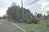 Fallen tree blocking road and power lines.