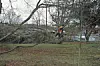 Downed tree branches in a yard after a storm.