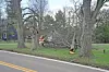Fallen tree beside a road after a storm.