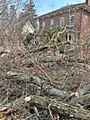 Fallen trees and branches in front of a brick house.