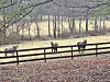 Three horses near a fence in a grassy field.