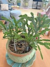 Garden tips for Medina: Christmas cactus care, orange peels and low ...