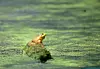 Yellow frog on a mossy log in green water.