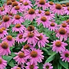 Pink echinacea flowers blooming among green leaves.