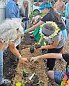 Children planting seedlings in a garden bed during a community event.