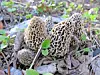 Cluster of morel mushrooms on the forest floor
