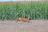 A deer running in a field of corn.