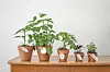 Potted herbs arranged on a wooden table.