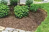 Garden area with mulch and shrubs around a tree.