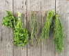 Bunches of fresh herbs hanging on a wooden wall.