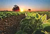 Sunrise over a soybean field with green leaves in focus.