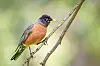 American robin on a branch with a blurred green background.
