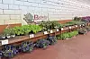 Colorful flowers and plants arranged on shelves at a greenhouse.