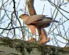 Bird on a tree branch with bare branches in the background.