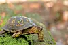 Turtle on a mossy log in a natural setting.