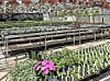 Greenhouse interior with rows of plants and flowers.