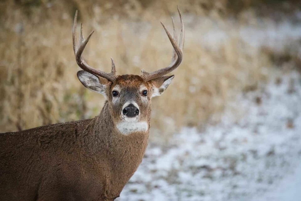 Carroll in top five counties for opening day deer totals