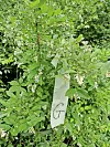 Flowering shrub with a tag labeled 'G'.