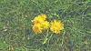 Yellow dandelions on green grass