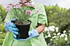 Gardener holding a potted plant with pink flowers.