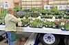 Woman organizing potted plants at a market table.