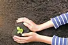 Hands holding a small green plant in soil
