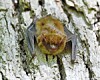 Close-up of a bat on tree bark