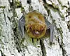 Close-up of a bat on tree bark