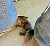 A squirrel near a person's legs outdoors.