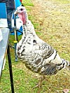 Turkey standing near a picnic table in a grassy setting.