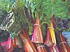 Colorful Swiss chard bundles with green leaves and pink, yellow, and orange stems.