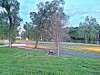Grassy park area with trees, a picnic table, and a walkway near a road at dusk.
