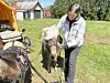 A man in a plaid shirt stands beside a pony on a grassy farm field.