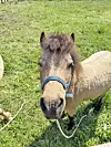Pony with a blue halter standing on grass and facing forward.