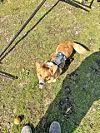 Small tan dog in a harness standing on grass and looking up.