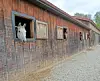 White horse looking out of a stable window on a row of wooden horse stalls.