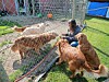 Several dogs gather beside a chain-link fence while a person sits inside a fenced yard.